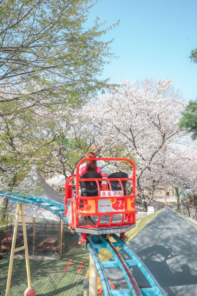 대구 벚꽃필 때 가볼만한곳 아르떼수성랜드  대구 벚꽃필 때 가볼만한곳 아르떼수성랜드