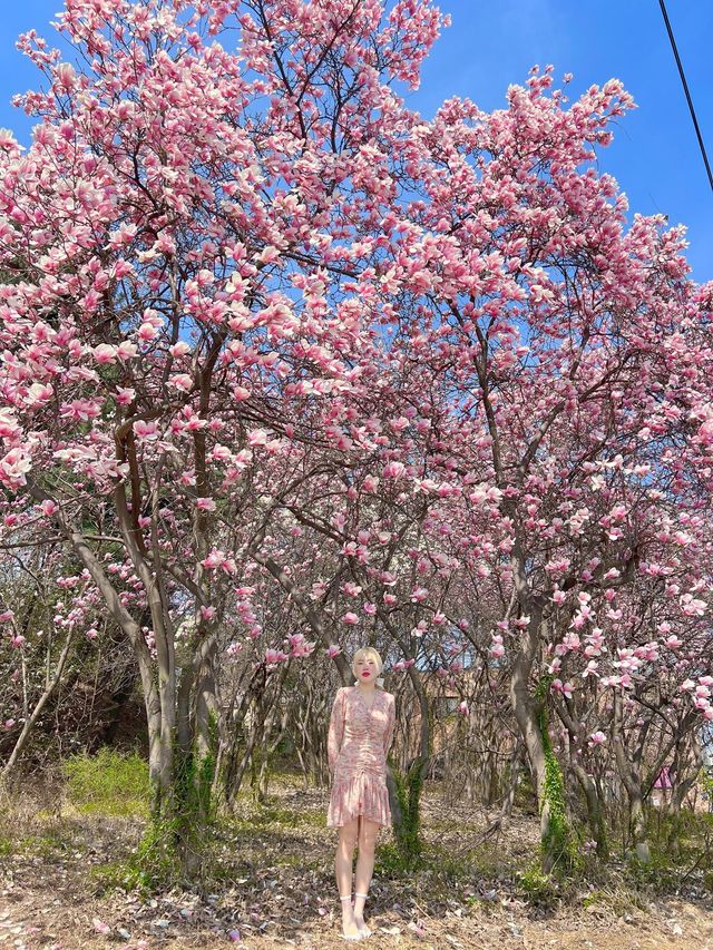 경기광주 비밀의 숲🫢