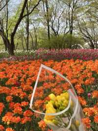 서울숲 튤립축제🌷 지금이 절정!💕