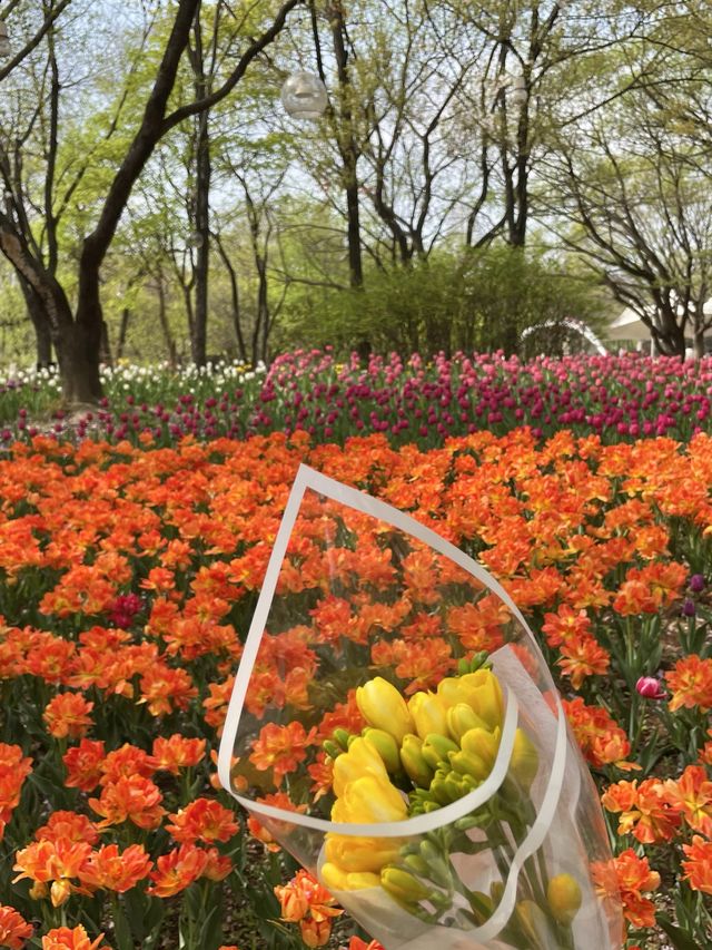 서울숲 튤립축제🌷 지금이 절정!💕