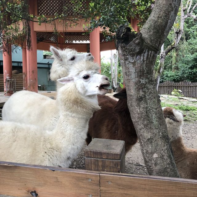 台北市動物園半日遊🐘🦓🐪🦦🦥