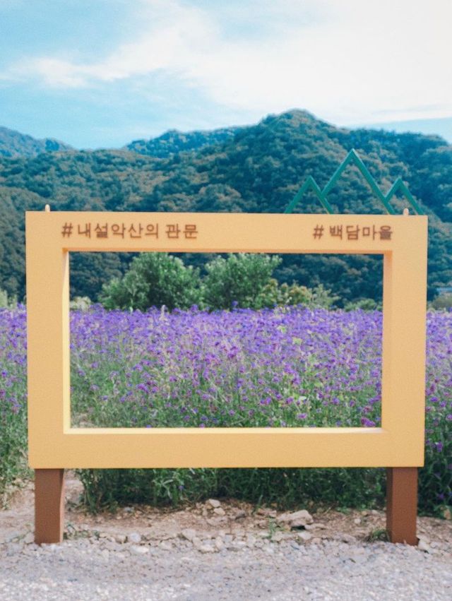 올해 가을꽃 맛집 스포!