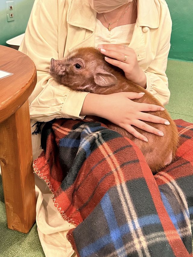 오사카 이색카페! 돼지카페🐷💕