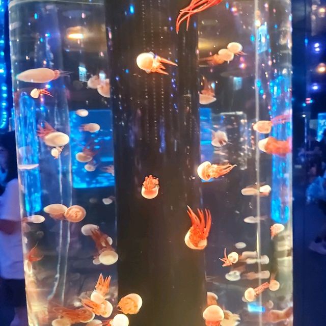 市區中的水母館