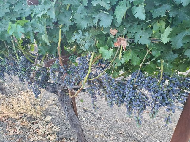 와인의 고장 나파밸리의 포도밭에서🍇🍷