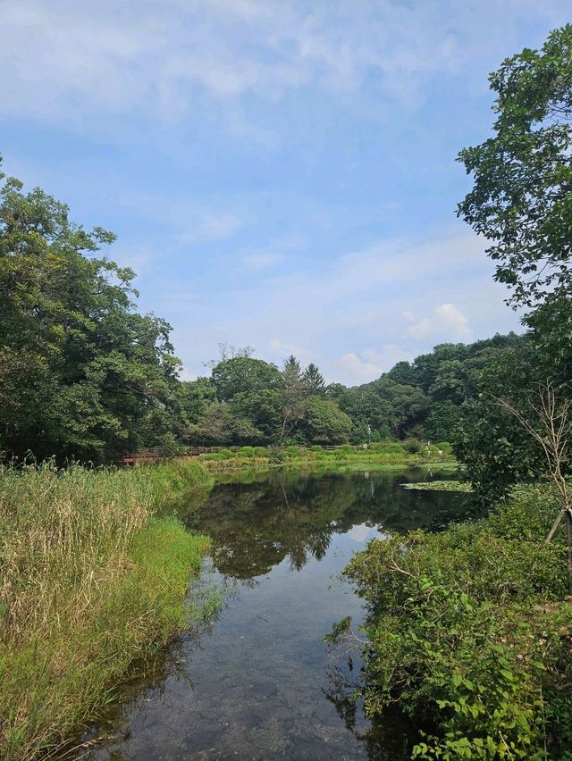 피톤치드 가득한 포천 국립수목원🌳