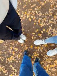 この時期におすすめ🧡秋ピクニックもうした？☺️🍁🍂🧺【東京・代々木公園】