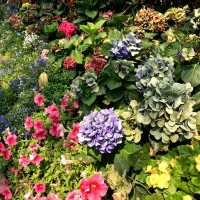 Dining in flower paradise