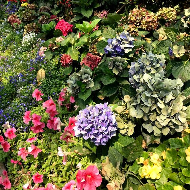 Dining in flower paradise