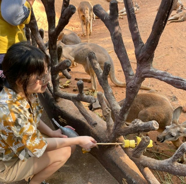 👶ย้อนวัยเด็กอีกครั้ง ยังสนุกเหมือนเดิม🐪🦓🐆🐢🐊🌴