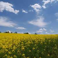 四季彩之丘 感受🌼海的魅力