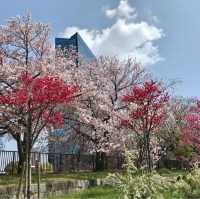 大阪のおすすめお花見スポット【大阪城公園】