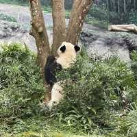 Macao Giant Panda Pavilion