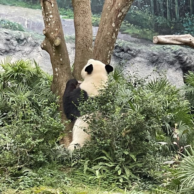 Macao Giant Panda Pavilion