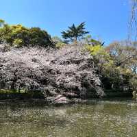 【静岡】三島桜が満開で美しい境内