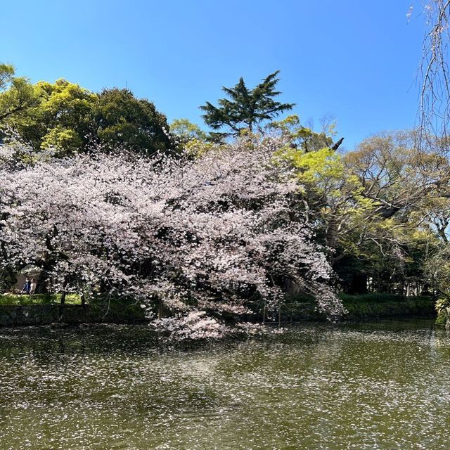 【静岡】三島桜が満開で美しい境内