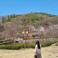 사진찍기 좋은 봄꽃 스팟:: 우암사적공원🌼