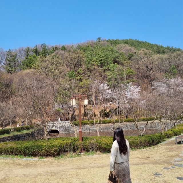 사진찍기 좋은 봄꽃 스팟:: 우암사적공원🌼