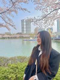 벚꽃 보러 가기 좋은 석촌호수 벚꽃길🌸