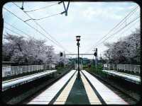 🌸Blooming Sakura in Arashiyama Station🌸