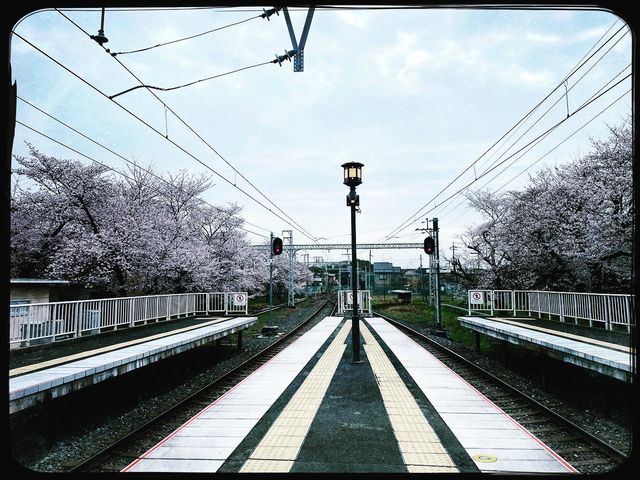 🌸Blooming Sakura in Arashiyama Station🌸