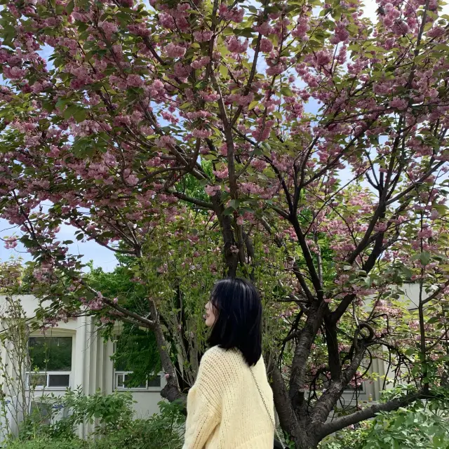 보라매공원 에어파크 벚꽃 말고 겹벚꽃 구경🌸