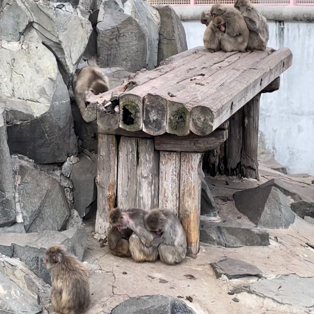 【長野県/長野市城山動物園と遊園施設】