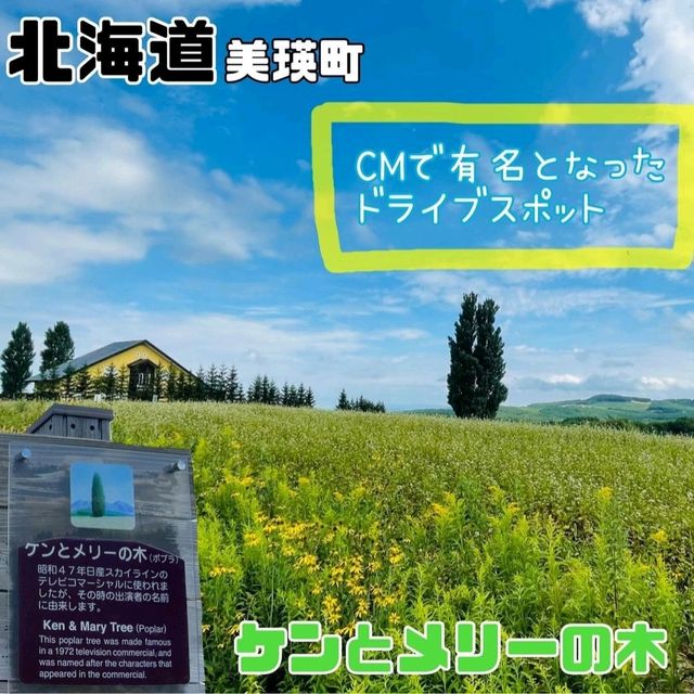 【北海道/美瑛町】ケンとメリーの木