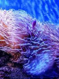 อควาเรียม บางแสน เดินเที่ยวโลกใต้น้ำ 🐠