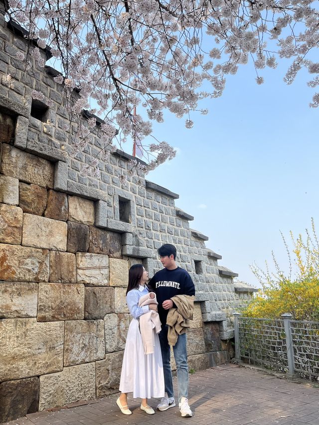 스물다섯 스물하나 촬영지에서 벚꽃 구경 🌸