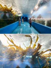 【桃園】X-PARK 水族館：沉浸式體驗海洋世界
