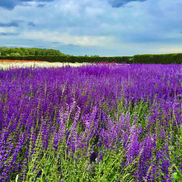 北海道必去打卡景點💜🪻富田農場