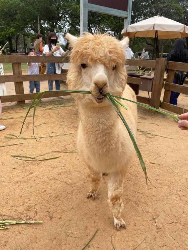 桃園市｜楊梅區｜埔心牧場