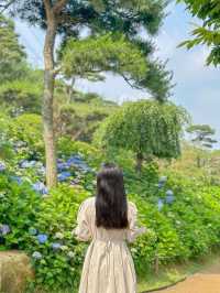 오늘자 실시간 청주 수국 맛집🌸🩵