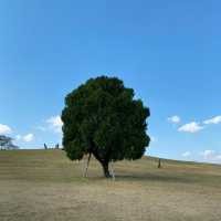 🌿 Lonely Tree - Olympic Park Korea🌲