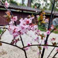 Sakura festival in Sydney