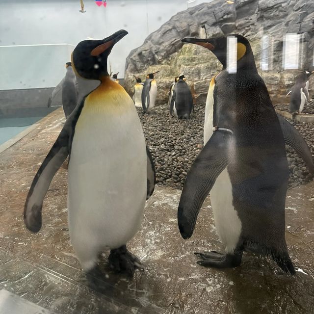 企鵝互動樂！暢遊旭山動物園的零距離接觸 🐧🏞️🦜