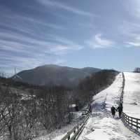 눈덮인 대관령 양떼목장❄️☃️❄️