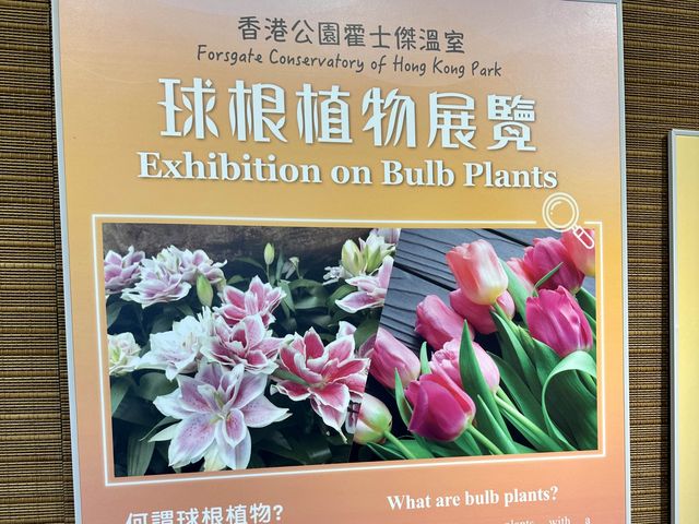 香港公園 — 球根植物展覽