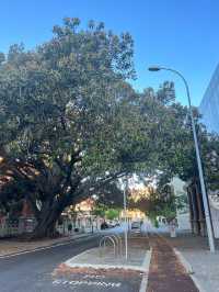 Moreton Bay Fig || Ficus Macrophylla📸
