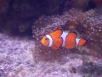 สถาบันวิทยาศาสตร์ทางทะเล มหาวิทยาลัยบูรพา🐟