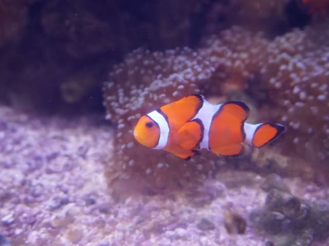 สถาบันวิทยาศาสตร์ทางทะเล มหาวิทยาลัยบูรพา🐟