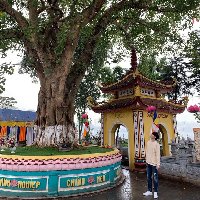 하노이 섬에서 오래된 불교 사찰을? [쩐꾸옥 사원] 🇻🇳✈️