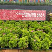 沖縄の動物園と言えば『こどもの国』