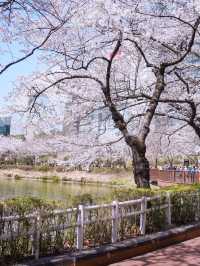 벚꽃 데이트는 석촌호수🫶🏻🌸
