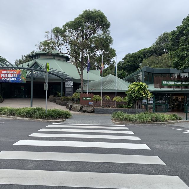 澳洲｜昆士蘭州｜Currumbin 擁有七十多年歷史的動物園、還可以抱無尾熊🐨