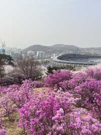 🌸이번년도 봄에는 부천 진달래꽃동산에서 진달래꽃 구경🌸