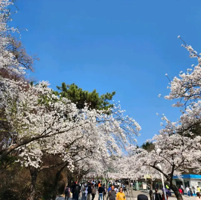 봄꽃이 아름답게 핀 인천대공원을 방문해보자