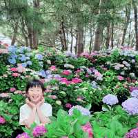 태안 코리아플라워파크에서 수국에 빠져보기💕