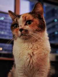 旺角新開貓貓餐廳之meowtini  cat  cafe  &  bar